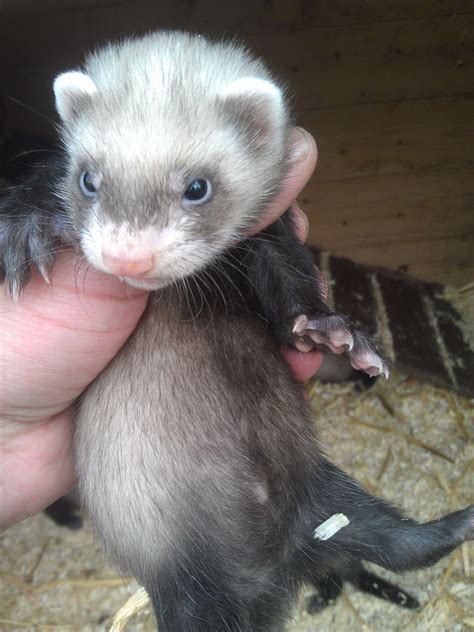 Baby ferrets for sale - ferrets. £30. Ferret Age: 10 weeks Mixed. 19 ferrets for sale 7 boys and 12 girls. have been handled. £15 for boys and 30 for girls. if need more information please contact Mark on 07498763318 . collection only we are in North Wales. RYAN S. ID verified.